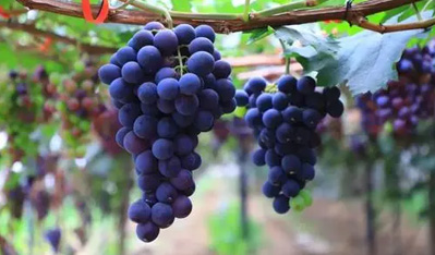 中越兩國加強農(nóng)產(chǎn)品貿(mào)易